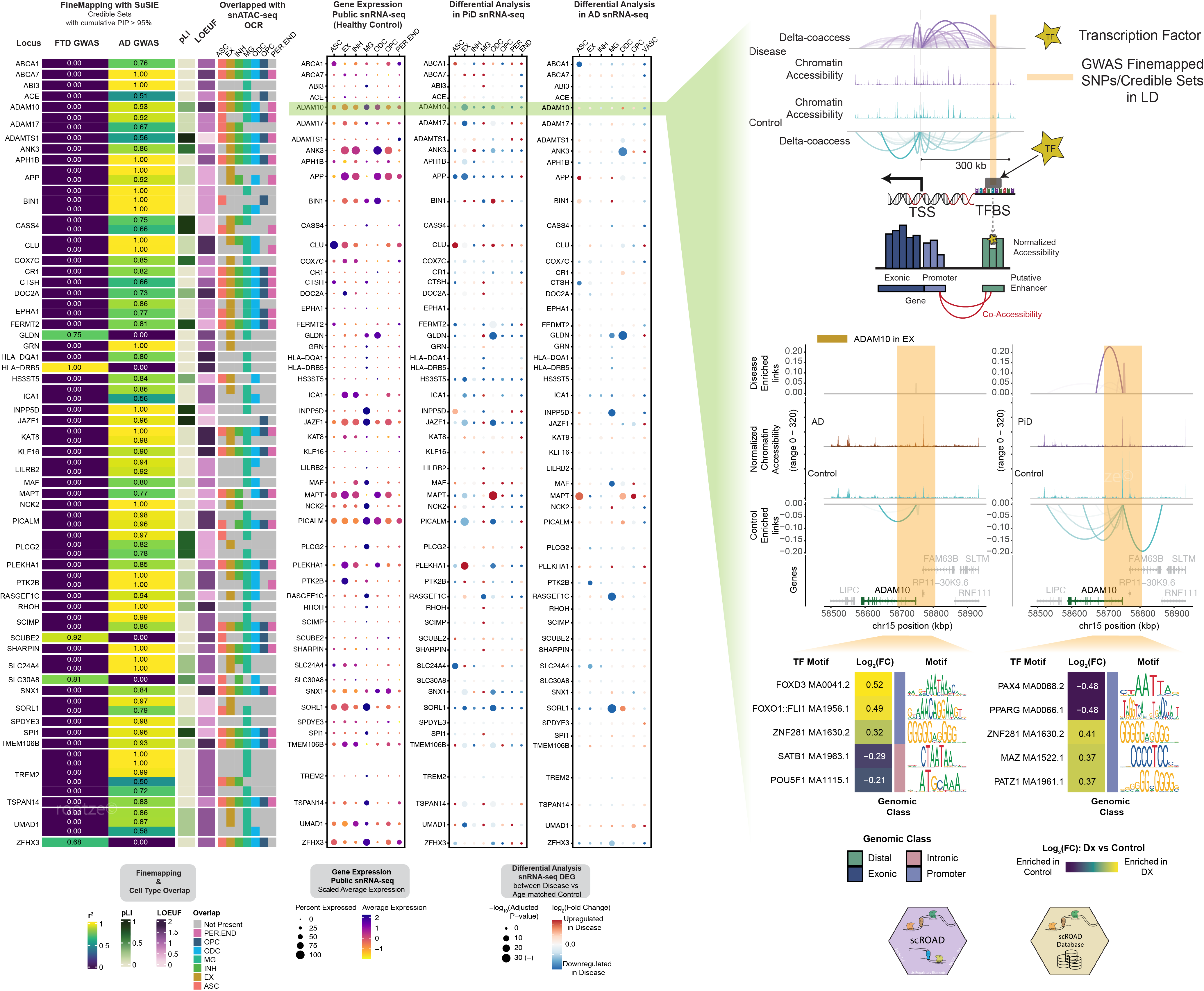 GWAS snATAC scCis-TF Occupancy