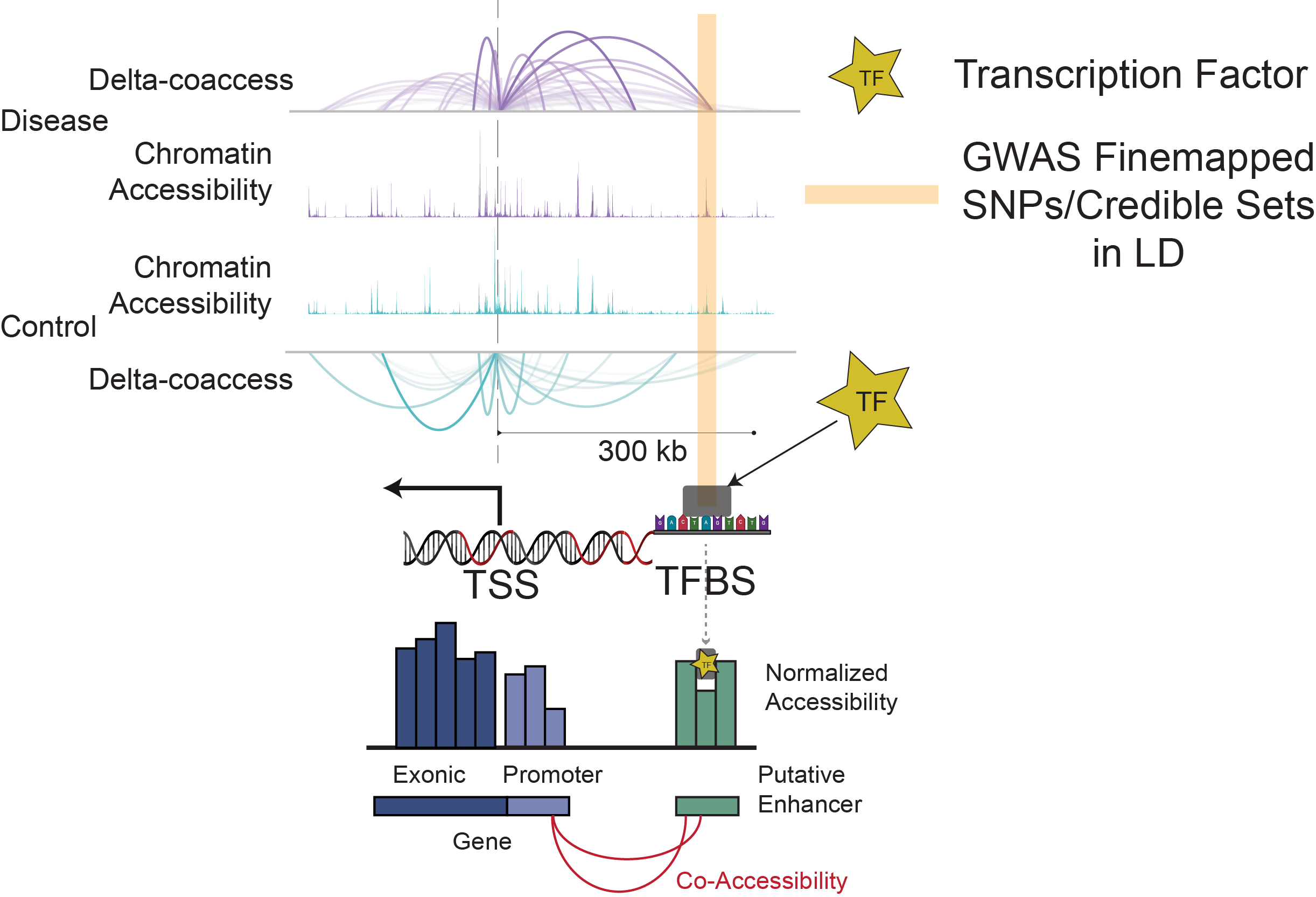 TF Occupancy Diagram